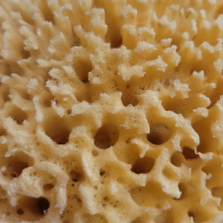 Natural Sea Sponge