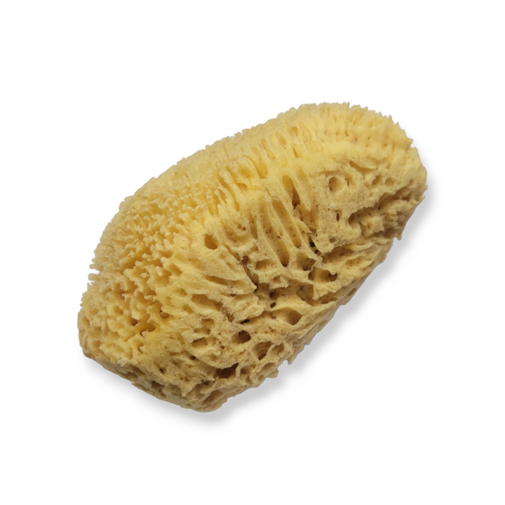 Natural Sea Sponge
