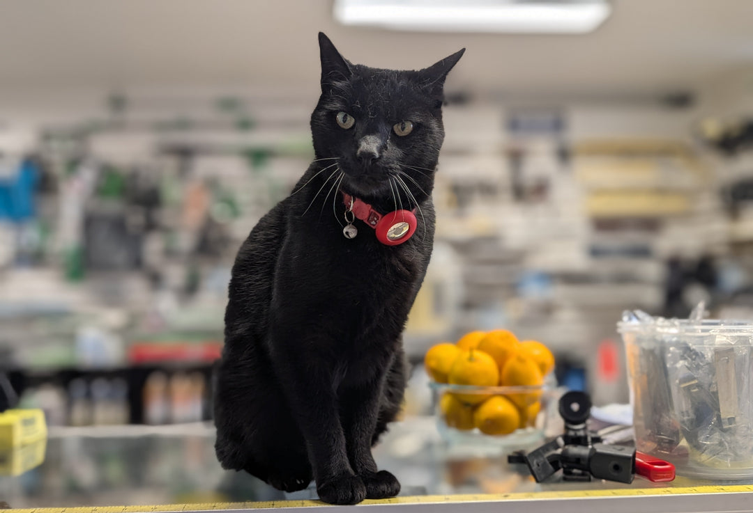 🐾 Celebrating Black Cat Day: Meet Our Resident Shop Cat, Chuckie