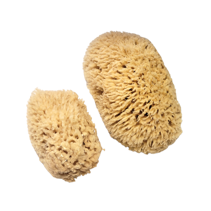 Natural Sea Sponge